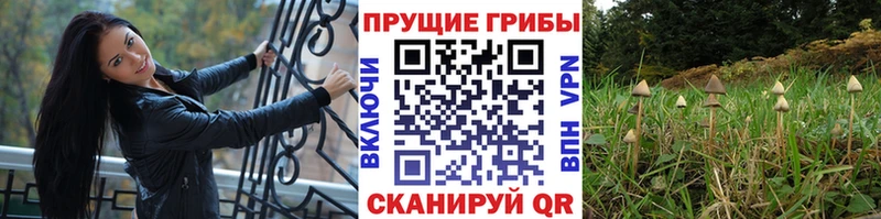 Псилоцибиновые грибы Psilocybine cubensis  Абаза 